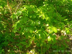 Eleutherococcus senticosus