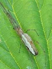 Tetragnatha dearmata