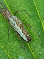 Tetragnatha dearmata