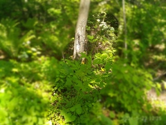 Cardamine leucantha