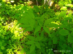 Cardamine leucantha