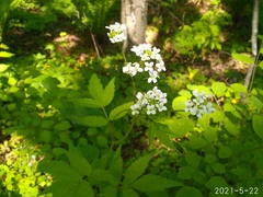 Cardamine leucantha