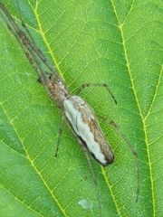 Tetragnatha dearmata