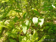 Philadelphus tenuifolius