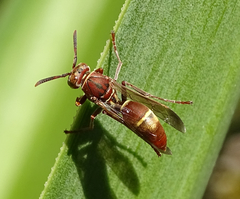 Polistes africanus