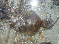 Pleuronichthys coenosus