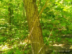 Philadelphus tenuifolius