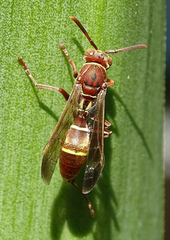 Polistes africanus