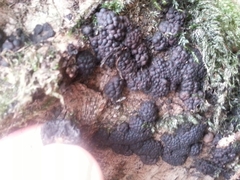 Jackrogersella multiformis image