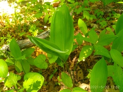 Convallaria keiskei