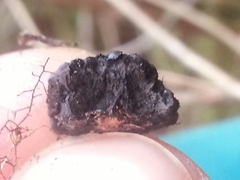 Jackrogersella multiformis image