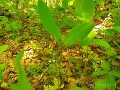 Convallaria keiskei