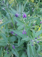 Symphytum officinale