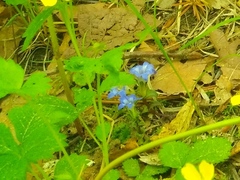 Gentiana zollingeri