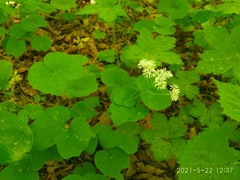Thalictrum filamentosum