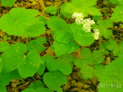 Thalictrum filamentosum