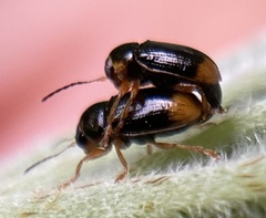 Cryptocephalus chrysopus