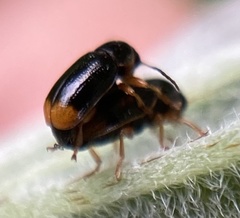 Cryptocephalus chrysopus