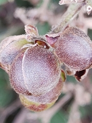 Davilla elliptica