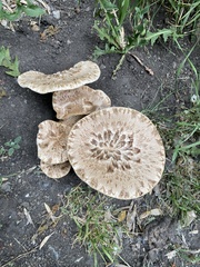 Cerioporus squamosus