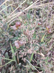 Davilla elliptica