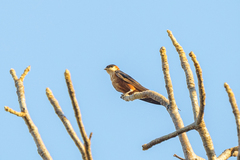 Cecropis senegalensis