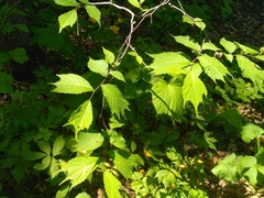 Ulmus laciniata