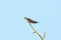 Cecropis senegalensis