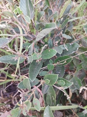 Davilla elliptica