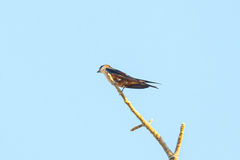 Cecropis senegalensis