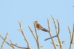 Cecropis senegalensis