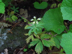 Eranthis stellata