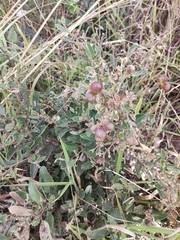 Davilla elliptica