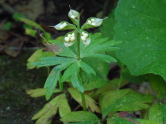 Eranthis stellata