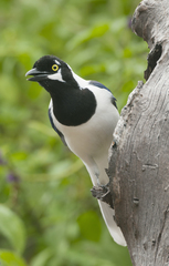 Cyanocorax mystacalis