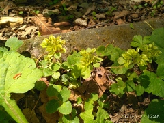 Chrysosplenium pilosum
