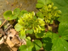 Chrysosplenium pilosum