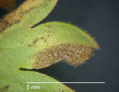 Peronospora conglomerata