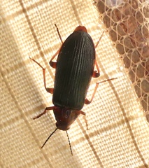 Melandrya striata