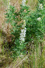 Lupinus sulphureus