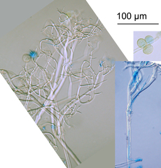 Peronospora conglomerata