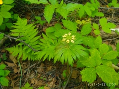 Eranthis stellata