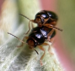 Cryptocephalus chrysopus