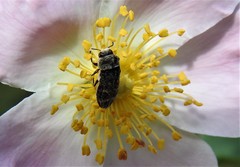 Acmaeoderella flavofasciata flavofasciata