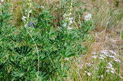 Lupinus sulphureus
