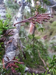 Arceuthobium tsugense