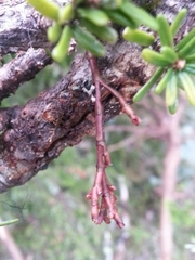 Arceuthobium tsugense