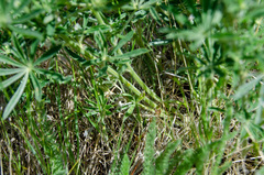 Lupinus sulphureus