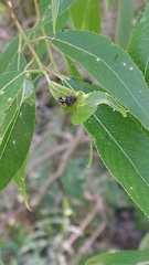 Harmonia axyridis