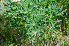 Lupinus sulphureus